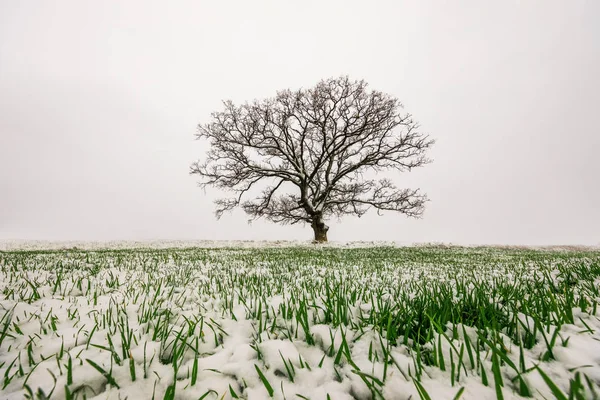 Árbol de invierno con campo de nieve y trigo —  Fotos de Stock