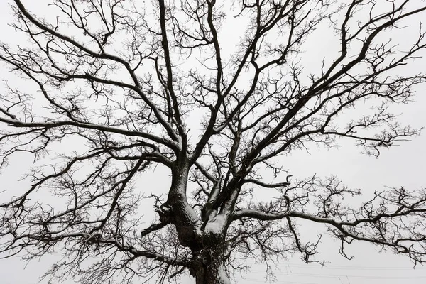 Silhouette of tree brunches with white sky background — Stock Photo, Image