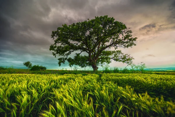 Baum auf dem Feld und dramatische Wolken am Himmel — Stockfoto