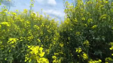 Baharda parlak sarı kolza tohumu tarlası