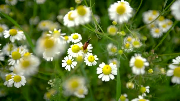 白菊花花或甘菊的田野 — 图库视频影像