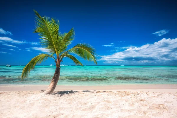 Palmtree na plaży na tropikalnej wyspie. Łodzie w Morzu Karaibskim. — Zdjęcie stockowe