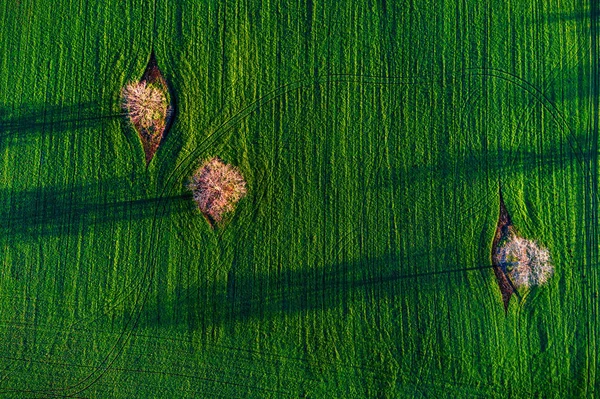 Vista aérea sobre campos agrícolas y árboles florecientes con sus sombras — Foto de Stock