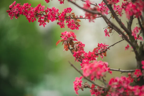Blumen auf dem Baum. Blütenbaum. Hintergrund: Frühling. — Stockfoto