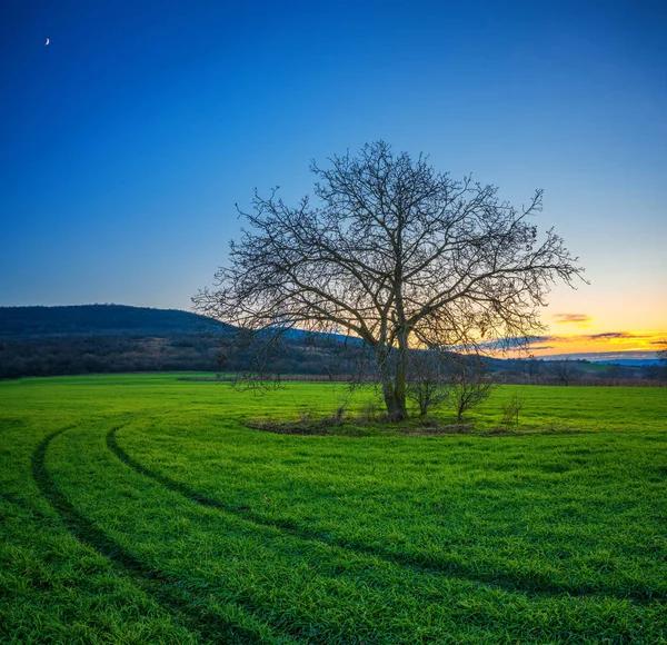 A naplemente télen zöld mezőn magányos fa — Stock Fotó