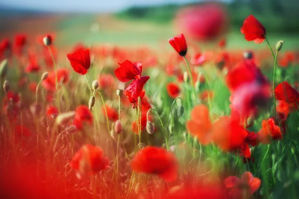 Champ de fleurs de pavot rouge vif en été — Photo