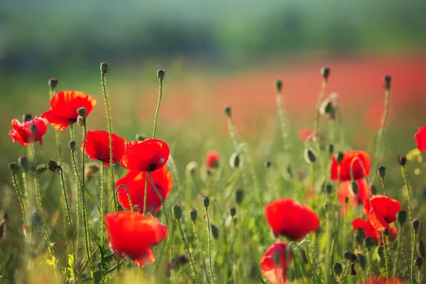 Campo de flores de amapola de color rojo brillante en verano — Foto de Stock