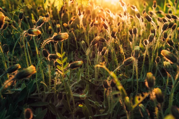 Makoaufnahme von gelben Löwenzahn, der bei Sonnenuntergang leuchtet — Stockfoto