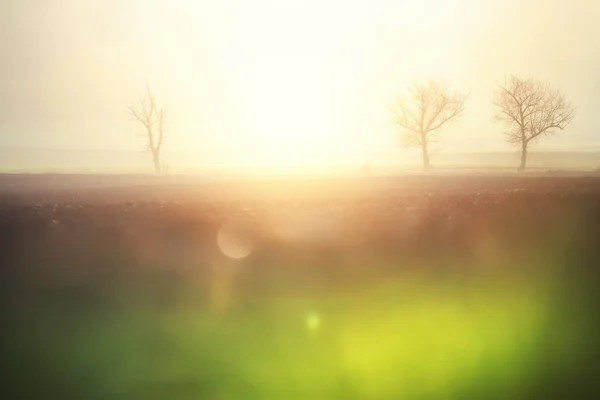 Nebliger Morgen mit Ahornbäumen im Hintergrund — Stockfoto
