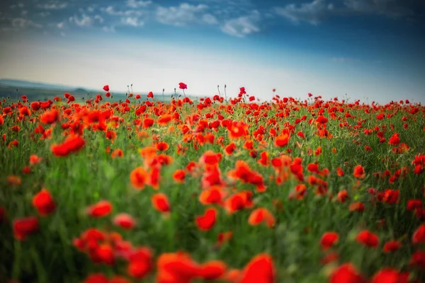 Feld mit leuchtend roten Mohnblumen im Sommer — Stockfoto