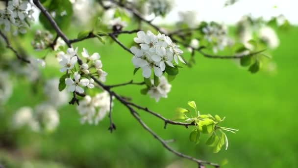 Árvore Maçã Florescendo Tempo Primavera Vídeo — Vídeo de Stock