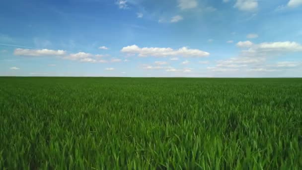 Yeşil Buğday Alan Mavi Gökyüzü Bulutlar Hava Video — Stok video