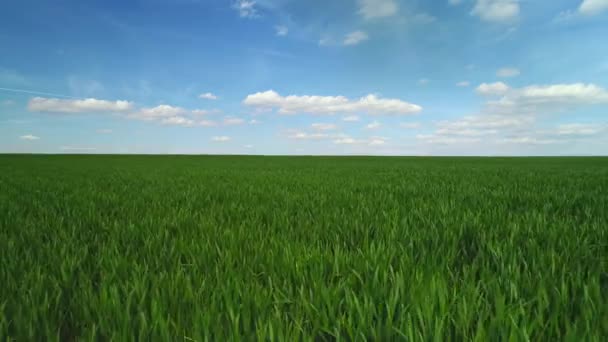 Champ de blé vert et ciel bleu et nuages, vidéo aérienne 