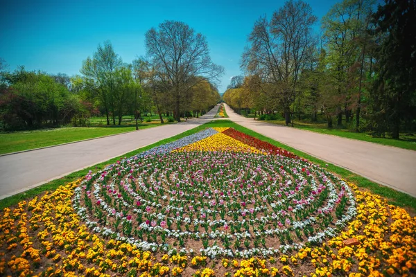 Группа разноцветных тюльпанов в саду — стоковое фото