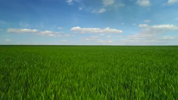 Campo Verde Cielo Blu Con Nuvole — Video Stock