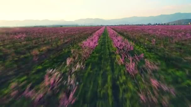 Bir Kırsal Meyve Ağaçlarının Çiçek Açması Gündoğumu Hava Görünüm Şeftali — Stok video