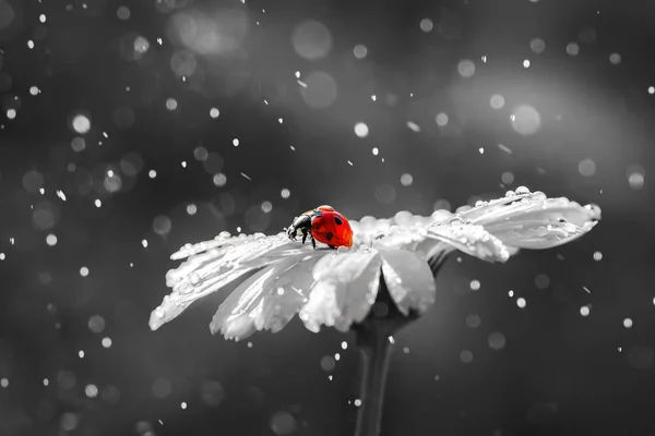 Coccinella su fiore margherita e gocce d'acqua, sfondo astratto — Foto Stock