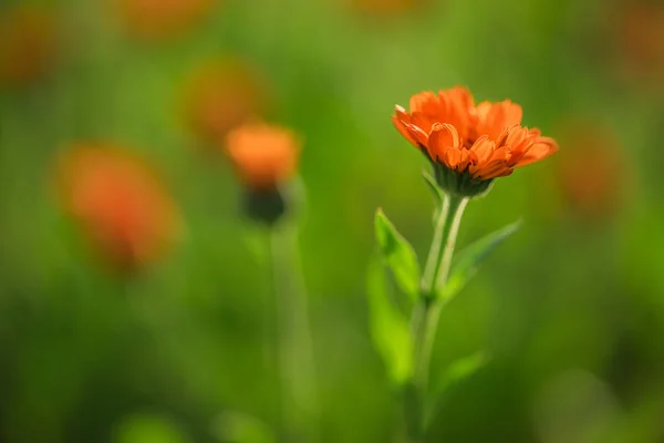 Fleurs de souci dans le jardin, mise au point sélective — Photo