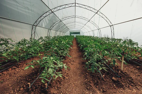 Rumah kaca dan tumbuh tanaman muda tomat — Stok Foto