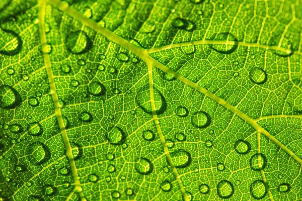 Капли воды на текстуре свежего зеленого листа в качестве фона — стоковое фото