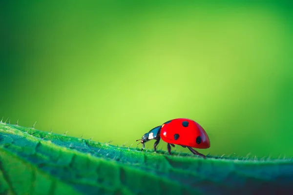 Ladybug on green leaf plant, close up — Stock Photo, Image