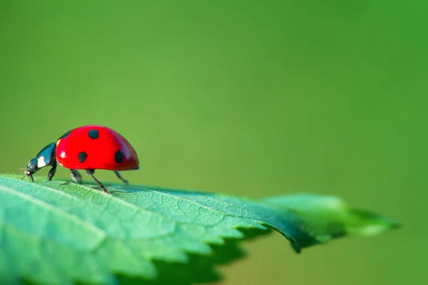 Mariquita roja sobre planta de hoja verde sobre fondo natural —  Fotos de Stock