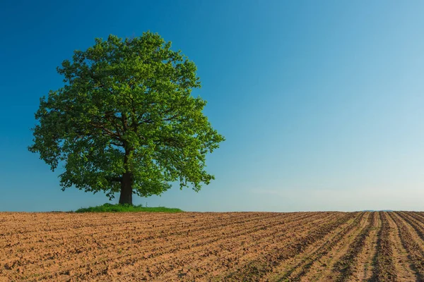 Träd i jordbruksområdet — Stockfoto