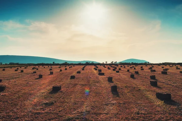 Field with bales of hay stacked in — Stock Photo, Image