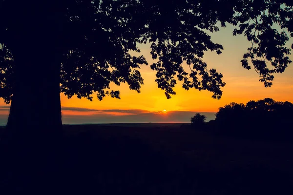 Силует дерева в полі, захід сонця — стокове фото