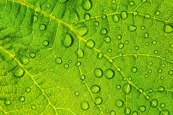 Wassertropfen Auf Frischem Grünen Blatt Textur Hintergrund — Stockfoto