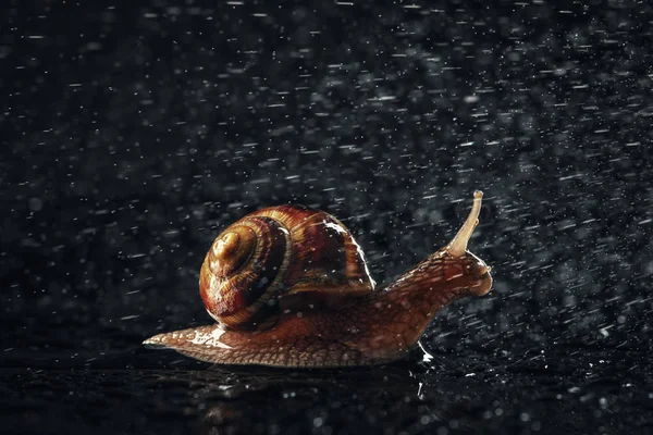 花园蜗牛和雨水滴在抽象黑色背景上 — 图库照片