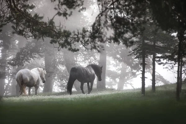 Horses Grazing Pasture Misty Sunrise — Stock Photo, Image