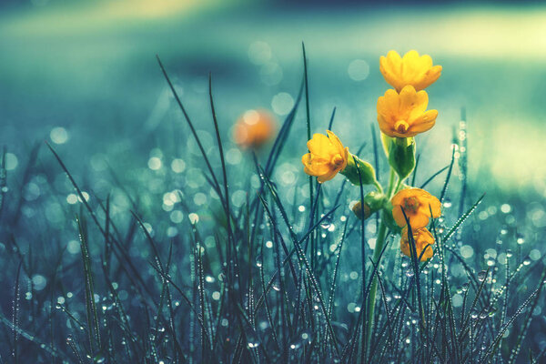 Beautiful yellow daisy in the morning dew. Shallow depth of field
