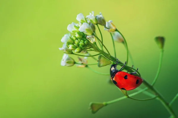 Marienkäfer Auf Grünem Blatt Mit Weißen Blütenblättern Blüte Nahaufnahme — Stockfoto