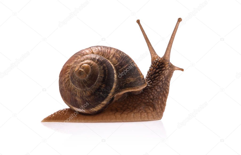 Garden snail isolated on white background.