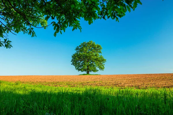 Träd Fält Och Blå Himmel — Stockfoto