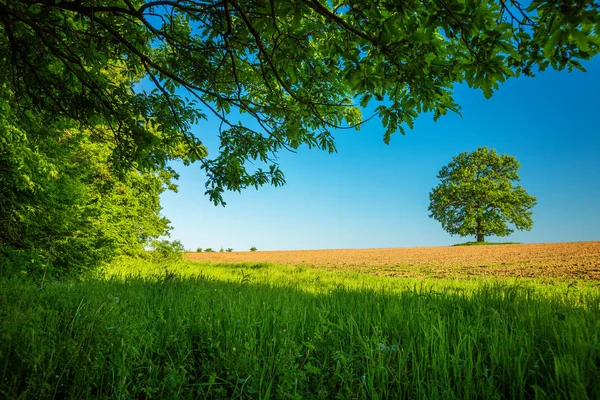 Baum Auf Dem Feld Und Blauer Himmel — Stockfoto