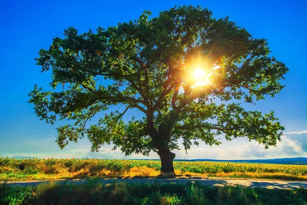Baum Auf Dem Feld Sonnenuntergang Erschossen — Stockfoto