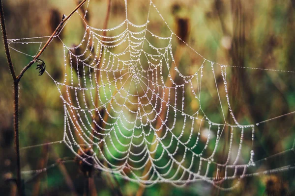 Spider web with morning drops of dew, close-up — Stock Photo, Image