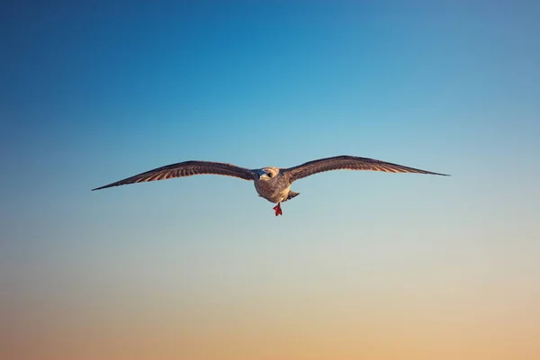Flying seagull over the sea on sunrise