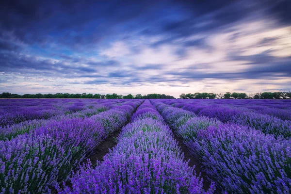 Lavendel blomma blommande fält i ändlösa rader — Stockfoto