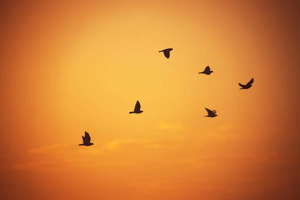 Flying seagulls over the sea — Stock Photo, Image