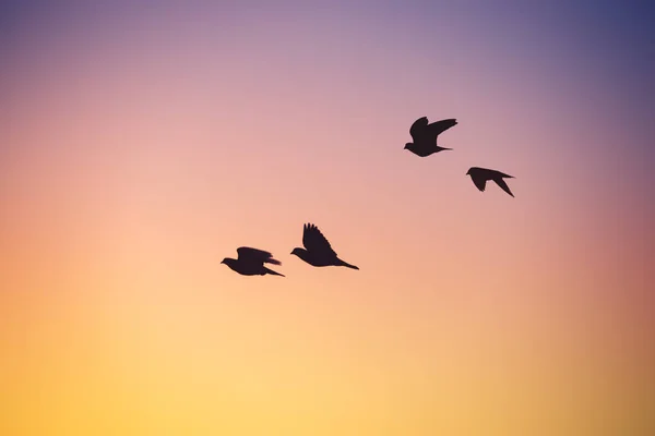 Flying seagulls over the sea — Stock Photo, Image