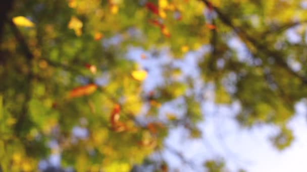 Fallande Löv Höstparken Med Färgglada Träd — Stockvideo