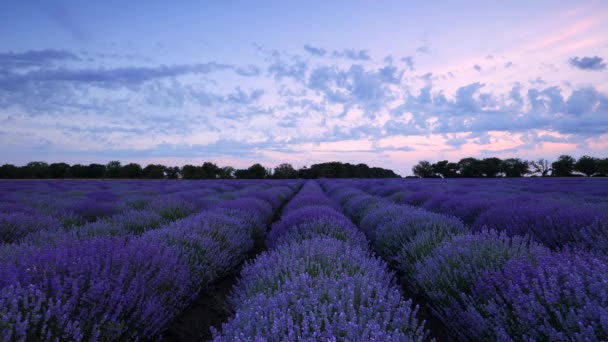 Lavendelfeld Und Endlose Blühende Reihen Sommerliche Sonnenuntergangslandschaft — Stockvideo