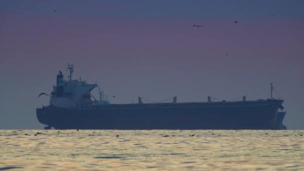 Mar Amanecer Barco Carga Vela Agua Gaviotas Voladoras Libertad Nubes — Vídeo de stock