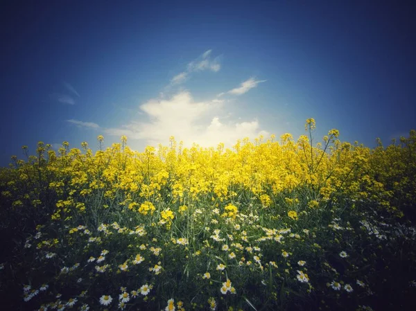 Ріпакове Поле Блакитне Небо Прекрасний Весняний День — стокове фото