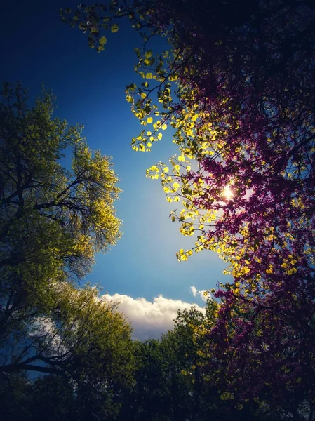 Lente Zon Kleurrijke Bloeiende Bomen Het Park — Stockfoto