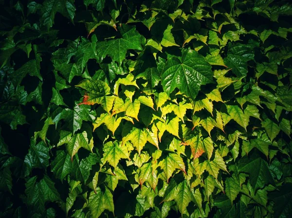 Groene Bladeren Van Bloemen Planten Als Achtergrond Van Natuur — Stockfoto