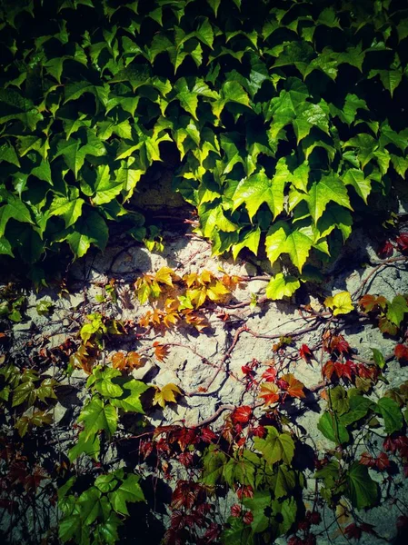 Folhas Verdes Flores Plantas Como Fundo Natureza — Fotografia de Stock